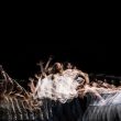 A TORINODANZA 2016 LO SPAGNOLO DANIEL ABREU IN COLLABORAZIONE CON FATTORIA VITTADINI PRESENTANO ODIO. IN SCENA IN PRIMA ITALIANA ALLA LAVANDERIA A VAPORE DI COLLEGNO, IL 13 OTTOBRE 2016 A TORINODANZA 2016 LO SPAGNOLO DANIEL ABREU IN COLLABORAZIONE CON FATTORIA VITTADINI PRESENTANO ODIO. IN SCENA IN PRIMA ITALIANA ALLA LAVANDERIA A VAPORE DI COLLEGNO, IL 13 OTTOBRE 2016